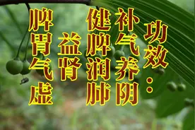 中草药“黄精”了解一下，功效：补气养阴，健脾润肺 益气等，视频封面