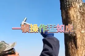 高薪聘请来的嫁接师傅，这样嫁接你觉得值不值？视频封面