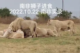 南非狮子进食 2022.10.22实录视频封面