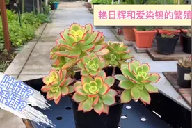 艳日辉和爱染锦的繁殖方法，叶插行吗？如何长速更快，颜色更好看视频封面