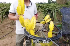 金黄色的苗不愧是火龙果中的劳斯莱斯，意想不到很多人喜欢它盆栽视频封面