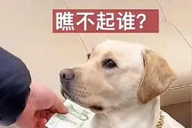成精的萌宠:狗狗和主人有样学样，模仿能力不一般，甚至还加戏😂视频封面