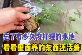 被遗忘的小水池，又脏又臭，看看里面饲养的生物都还活着吗？视频封面