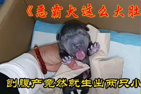 恶霸犬这么大肚子竟然生出两只小狗，刚生出的小狗确有点像小猴子视频封面