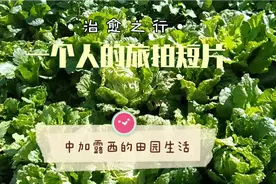 乡村路上，看到路边的菜地，绿油油的各种菜，有瞬间被治愈的感觉视频封面