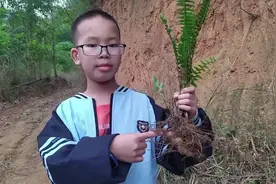 壮药马骝卵小时候吃过它是肾蕨可止咳蛇蛋参天鹅抱蛋凤凰蛋视频封面