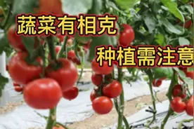 蔬菜有相克，种植需注意，哪些蔬菜不能挨着种植？这里告诉你视频封面