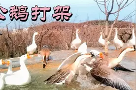 春天来了，温和的大公鹅也变得暴躁好斗——继续收看有趣的小动物视频封面