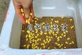 把黄豆丢进沙子里，不用浇水，5天后就能收获好吃又放心的黄豆芽视频封面