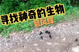 儿时的回忆里总少不了这种又大又黑的蝴蝶----碧凤蝶，轻轻的飞过视频封面