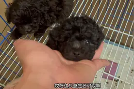 来繁殖户家挑选灰泰迪，一窝生了5只，看完这品相让人难以选择！视频封面