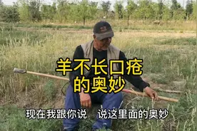 羊长口疮该咋办？放羊大爷剖析根源，几种方法都能用视频封面