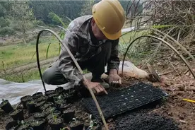 农村育苗玉米有新方法，每粒种子出芽率高全靠它？一起了解下吧！视频封面