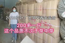 2023早春金骏眉，才200多一斤，品质口感很好，跟芽中芽有得一比视频封面