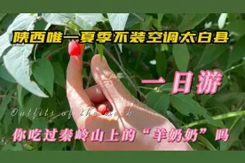 陕西省唯一夏季不装空调的太白县，它山上长的羊奶奶您吃过吗？甜视频封面