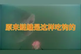 你知道鲢鳙是怎么吃钩的吗？原来鲢鳙是这样吃钩的！视频封面