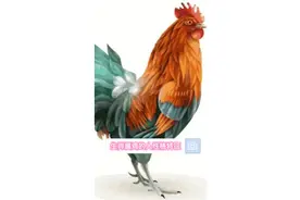 十二生肖属鸡的人性格特征视频封面