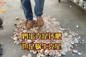 鸡蛋壳是很好的钙肥，能给瓜果蔬菜䃼充钙元素，也是蜗牛的克星视频封面