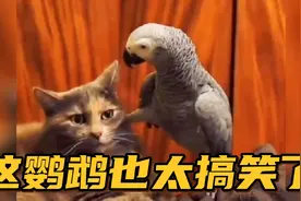 【搞笑配音】这鹦鹉也太逗了吧，猫咪被鹦鹉说自闭了.....视频封面