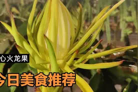 你的龙果，热情似火。视频封面