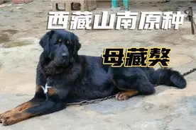 最早开始的藏獒  一条山南贴身短毛母藏獒  堪称为教科书活化石视频封面