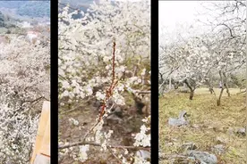 清远阳山县水浪花谷，太平沙陂村油菜花田视频封面