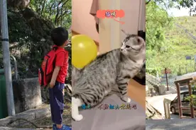 猫哥：我不动如山，主人你随便玩 #我的萌宠  #萌宠  #热门视频封面