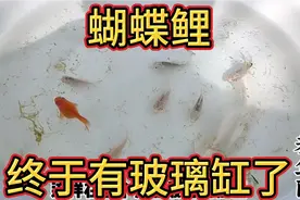 蝴蝶鲤可算是熬到了玻璃缸，搬进80厘米的鱼缸里，可以好好欣赏了视频封面
