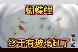 蝴蝶鲤可算是熬到了玻璃缸，搬进80厘米的鱼缸里，可以好好欣赏了视频封面