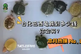 白巴跌到多少钱你会买？巴西龟永远的神#白化巴西龟#白巴#巴西龟视频封面