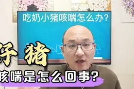 吃奶小猪咳喘真不怪小猪，都是母猪“惹得祸”，该怎么解决吗？视频封面