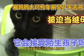 猫妈妈车祸早产孩子没保住，被迫当继母，它会接受陌生孩子吗？视频封面
