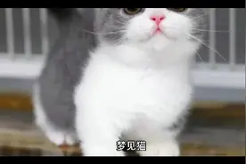 梦见猫与现实生活中也有息息相关的视频封面