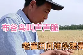布谷鸟叫声声脆，老崔田间地头搓麦穗，我们这代人的麦收回忆视频封面