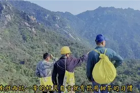 野生甜茶属野生多穗石柯，被称为“树上的虫草”是有益健康的饮品视频封面