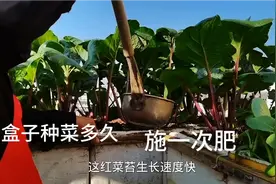 阳台上的红菜苔长得像一把伞一样，多久施一次肥才能这么茂盛？视频封面