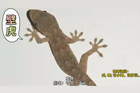 中药材：壁虎视频封面