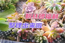 详细解说，粉丝团福利获取方式！我很好得，一得就得到！视频封面