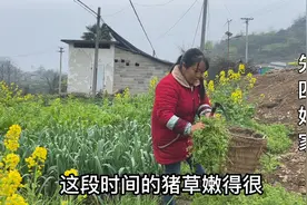 真实农村生活，四姐家种的白菜吃不完，全部开花老了割来喂猪视频封面