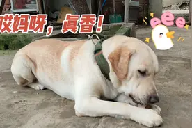 拉布拉多试吃粉丝寄来的鸭脖零食，一脸享受，隔着屏幕都闻到香味视频封面