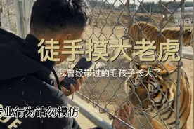 铲屎官带的小老虎长大了依然记得他，徒手摸大老虎好怕他认错虎视频封面