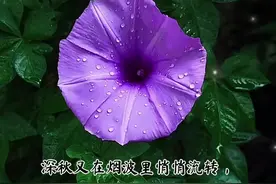 「原创诗词」牵牛花图片