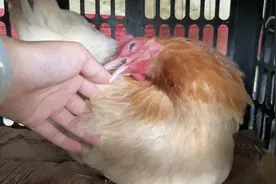 母鸡叨人的轻重，取决于翅膀下有没有鸡蛋