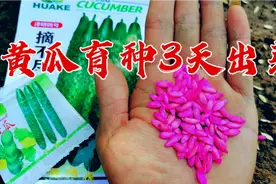 黄瓜育种有技巧？不用催芽3天能出芽5天长叶，方法简单实用，学学视频封面