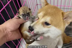 刚出生的柴犬，拿手里不到5秒哼唧唧的哭着找奶吃，狗妈一脸心疼视频封面