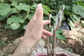 果树嫁接常遇到“假活”，5种原因造成，学会合理规避，成活更好