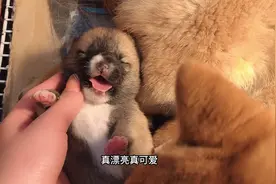 刚出生的2只小柴犬，主人刚要摸就开心吐着舌头卖萌，简直成精了视频封面