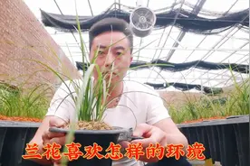 简单易学的养兰方法 ，新手兰友养活兰花只需做好两个环境的把控视频封面