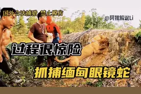 山坡上发现一窝眼镜王蛇，小伙吓得连忙请专家来抓捕！视频封面