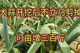 大蒜开挖后，有的人为啥不立刻剪掉，原来不立马剪掉亩能增300斤视频封面